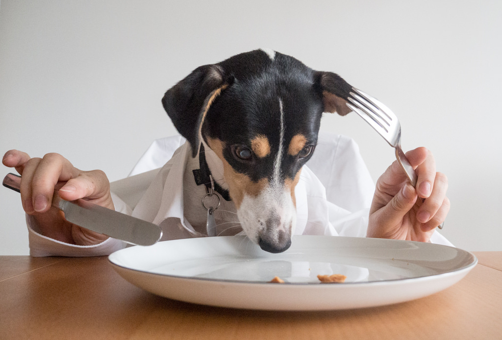 Getting Metal Out of Pet Food